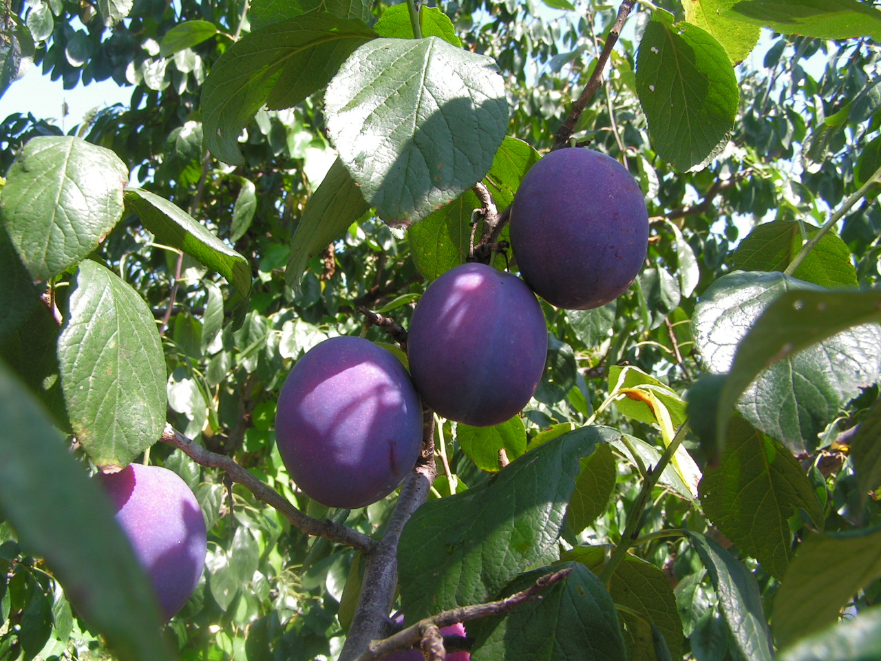 Dark purple European plums growing among green leaves